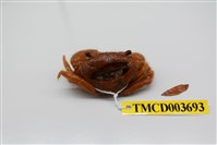 藏品(粗糙酋婦蟹)的圖片